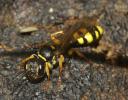  Mellinus arvensis (Linnaeus, 1758)