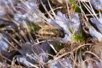 Osmie rousse Osmia bicornis (Linnaeus, 1758)