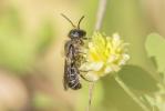  Osmia brevicornis (Fabricius, 1798)