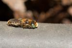  Osmia caerulescens (Linnaeus, 1758)