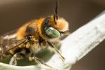  Osmia caerulescens (Linnaeus, 1758)