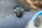  Osmia caerulescens (Linnaeus, 1758)