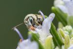  Vestitohalictus pollinosus (Sichel, 1860)