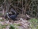 Poule-d'eau, Gallinule poule-d'eau Gallinula chloropus (Linnaeus, 1758)