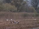 Cigogne blanche Ciconia ciconia (Linnaeus, 1758)