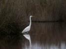 Grande Aigrette Ardea alba Linnaeus, 1758
