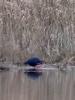 Poule sultane, Talève sultane, Porphyrion bleu Porphyrio porphyrio (Linnaeus, 1758)