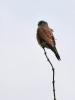 Faucon crécerelle Falco tinnunculus Linnaeus, 1758