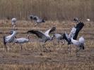 Grue cendrée Grus grus (Linnaeus, 1758)