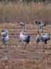 Grue cendrée Grus grus (Linnaeus, 1758)