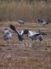 Grue cendrée Grus grus (Linnaeus, 1758)