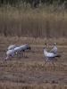 Grue cendrée Grus grus (Linnaeus, 1758)