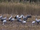 Grue cendrée Grus grus (Linnaeus, 1758)