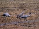 Grue cendrée Grus grus (Linnaeus, 1758)