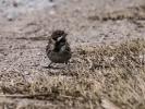 Bruant des roseaux Emberiza schoeniclus (Linnaeus, 1758)