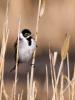 Bruant des roseaux Emberiza schoeniclus (Linnaeus, 1758)