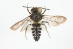  Coelioxys Latreille, 1809