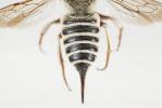  Coelioxys Latreille, 1809