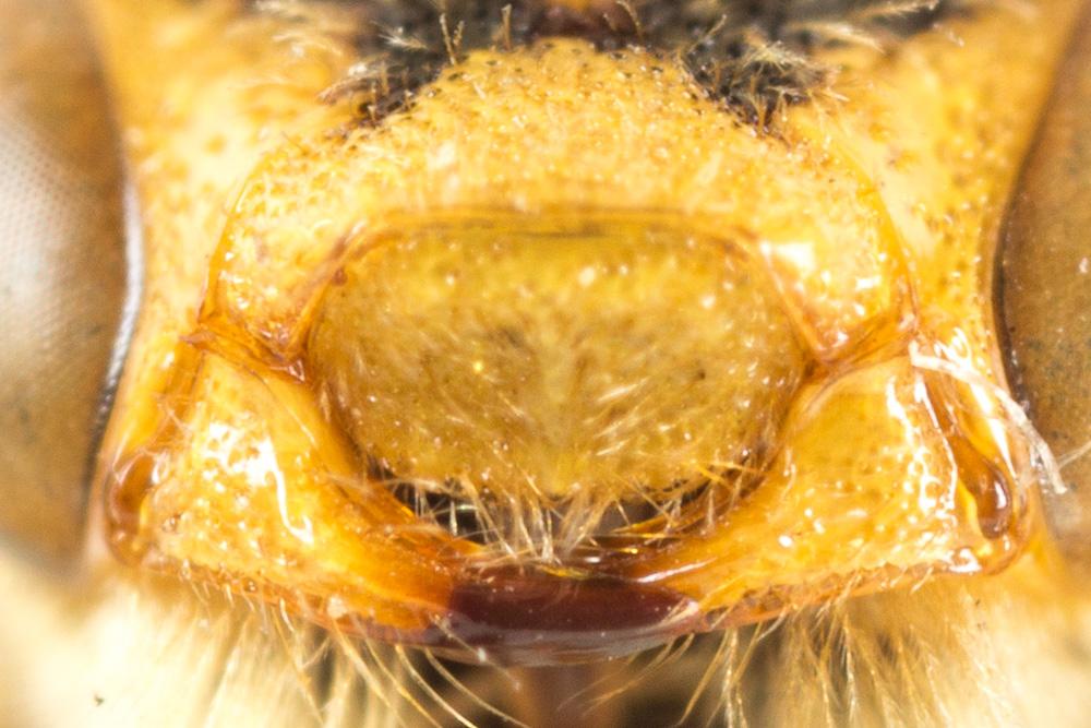 Nomada fucata Panzer, 1798