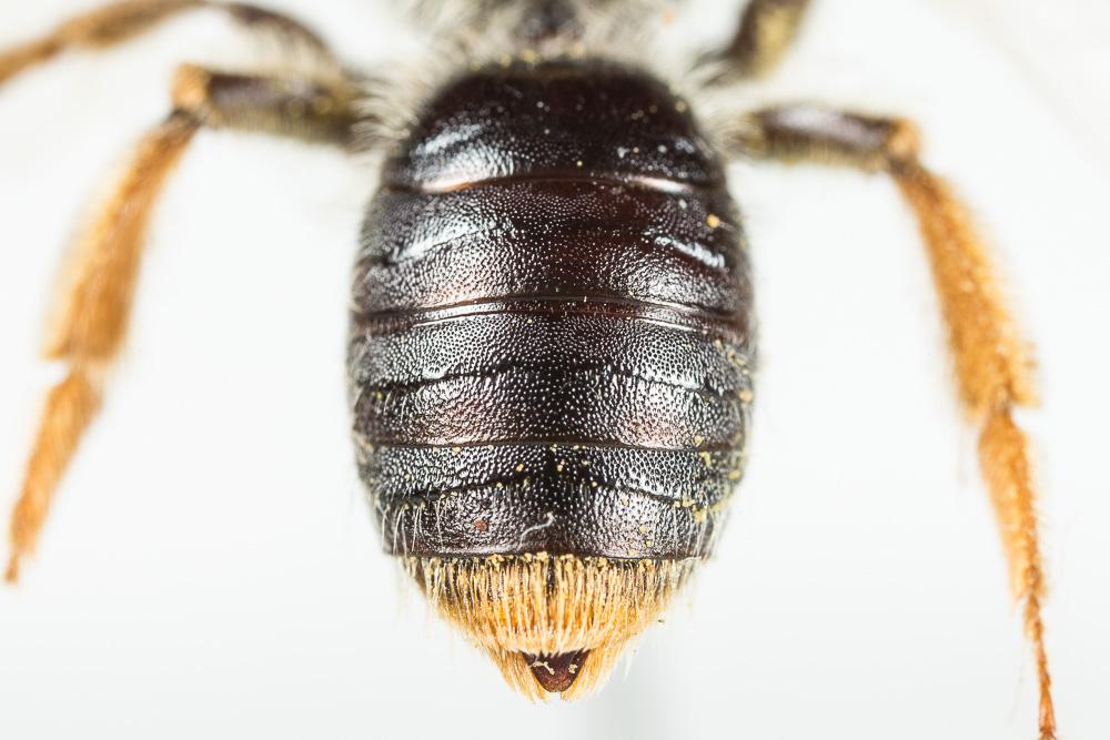 Andrena haemorrhoa (Fabricius, 1781)