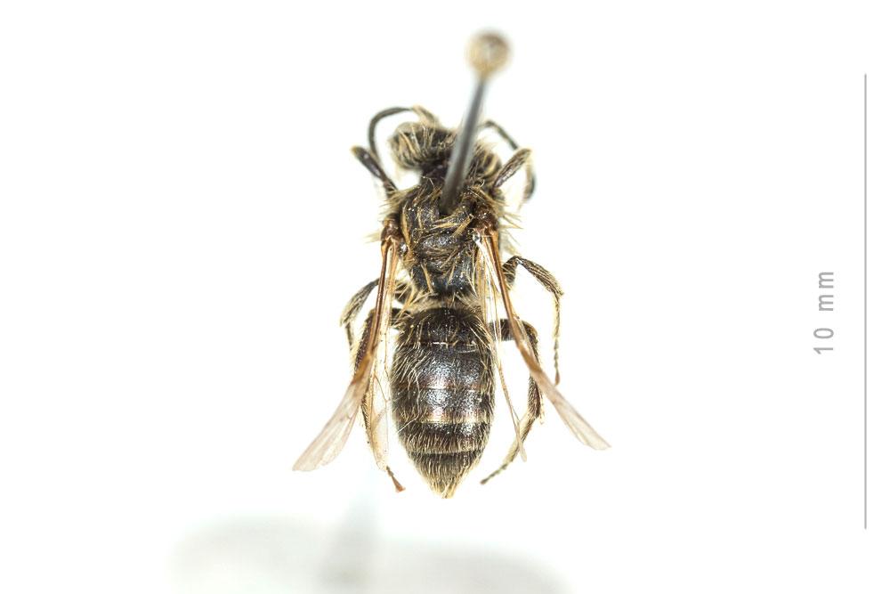  Andrena clypella Strand, 1921