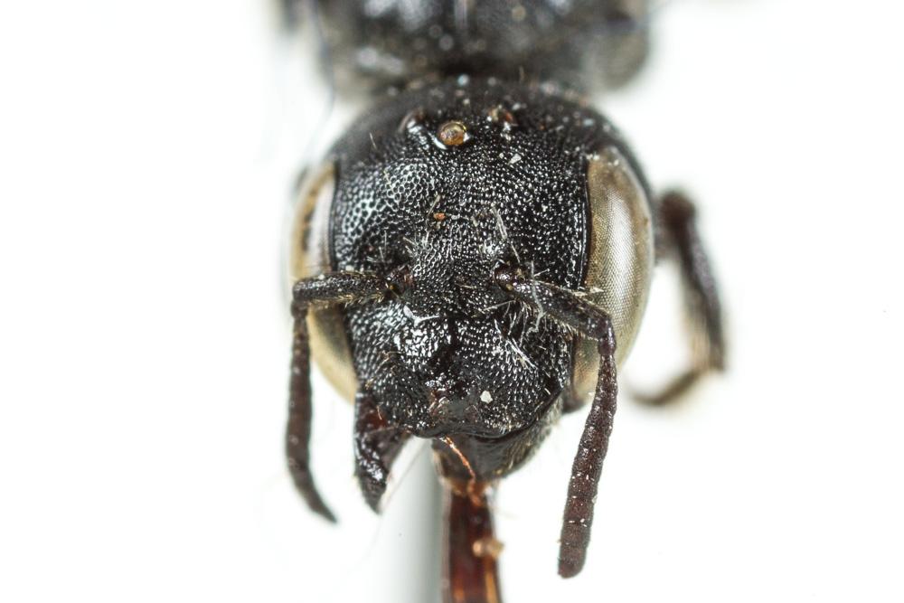  Hoplitis leucomelana (Kirby, 1802)