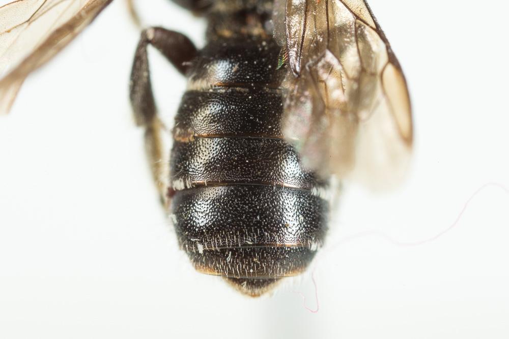 Hoplitis leucomelana (Kirby, 1802)
