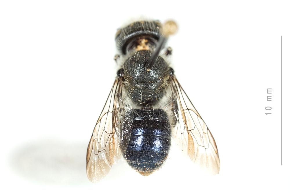 Osmia latreillei (Spinola, 1806)