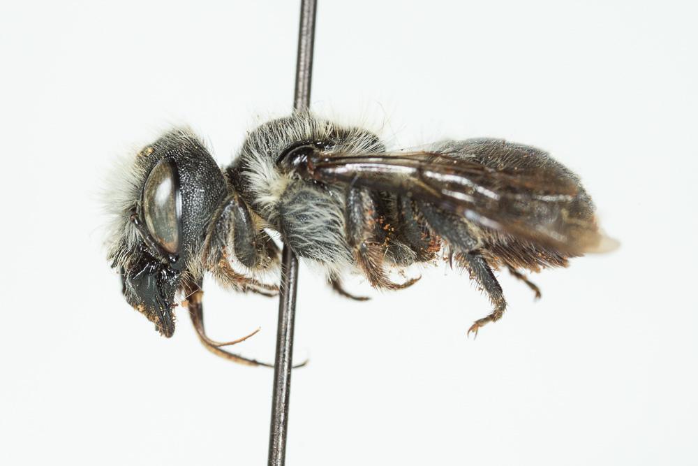 Osmia latreillei (Spinola, 1806)