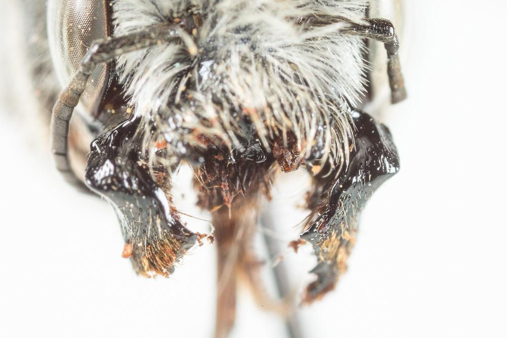 Osmia latreillei (Spinola, 1806)