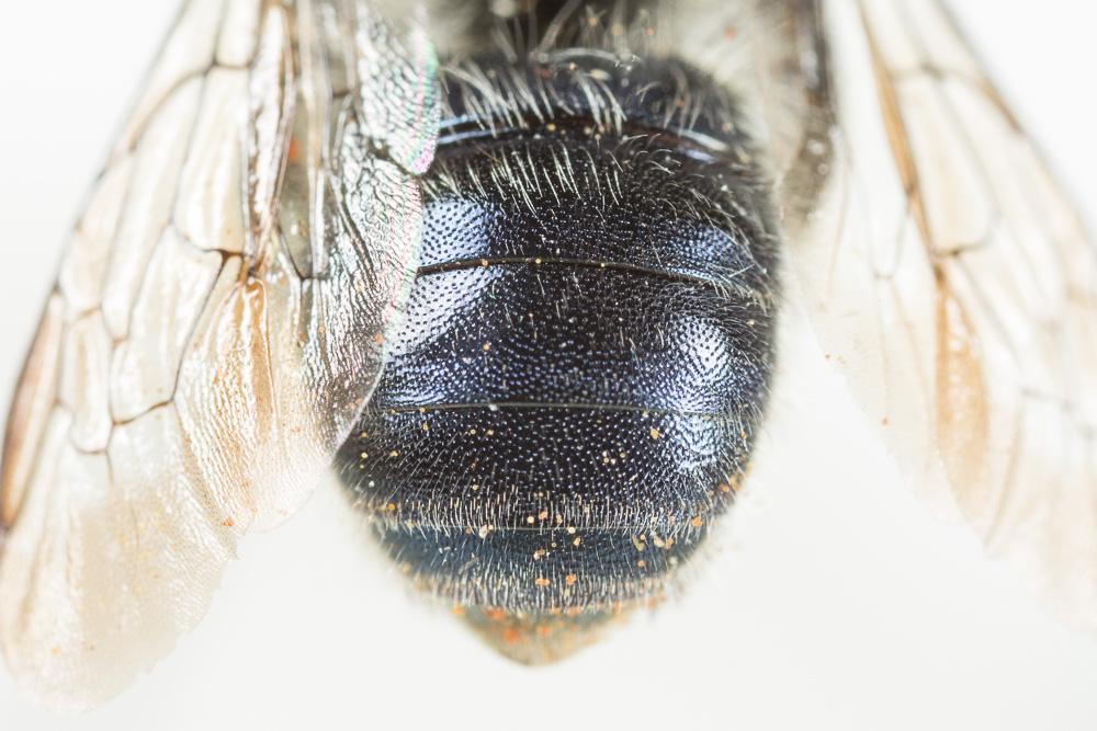  Osmia latreillei (Spinola, 1806)