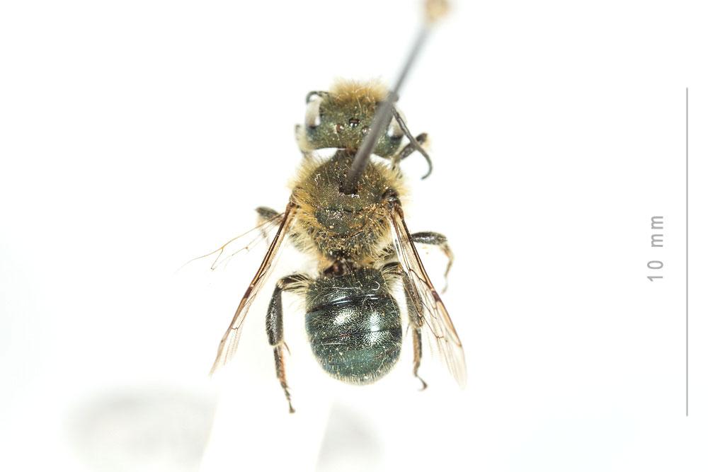  Osmia latreillei (Spinola, 1806)