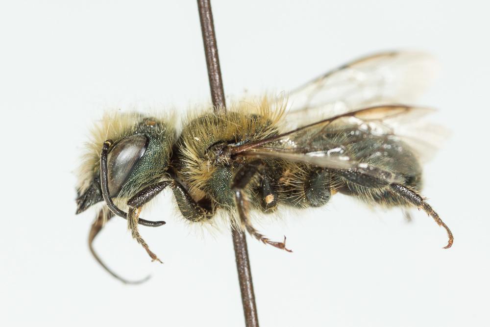 Osmia latreillei (Spinola, 1806)