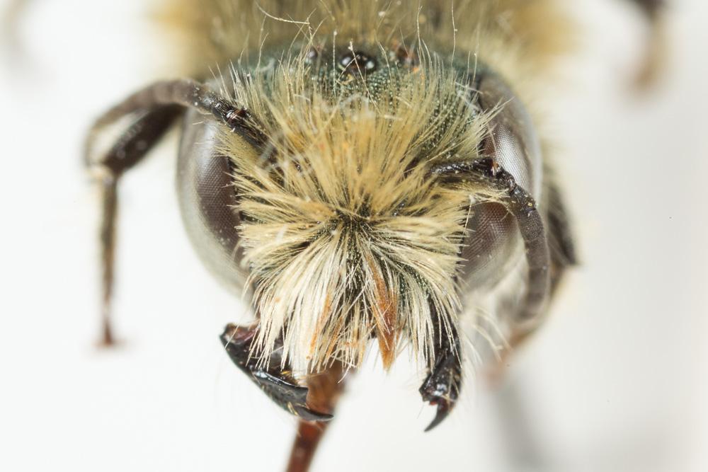 Osmia latreillei (Spinola, 1806)