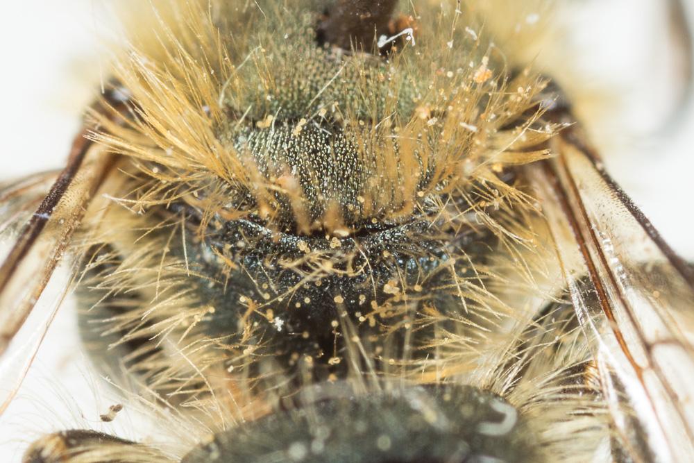  Osmia latreillei (Spinola, 1806)