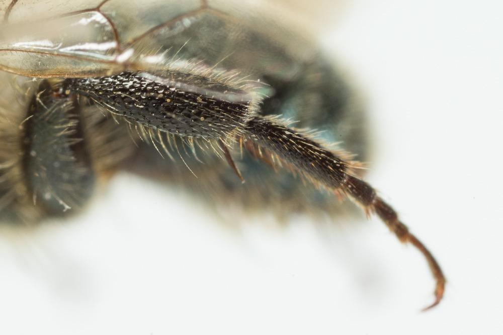 Osmia latreillei (Spinola, 1806)