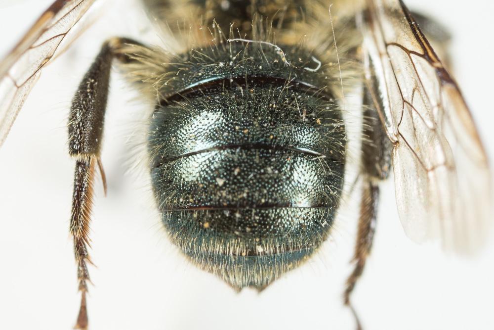 Osmia latreillei (Spinola, 1806)
