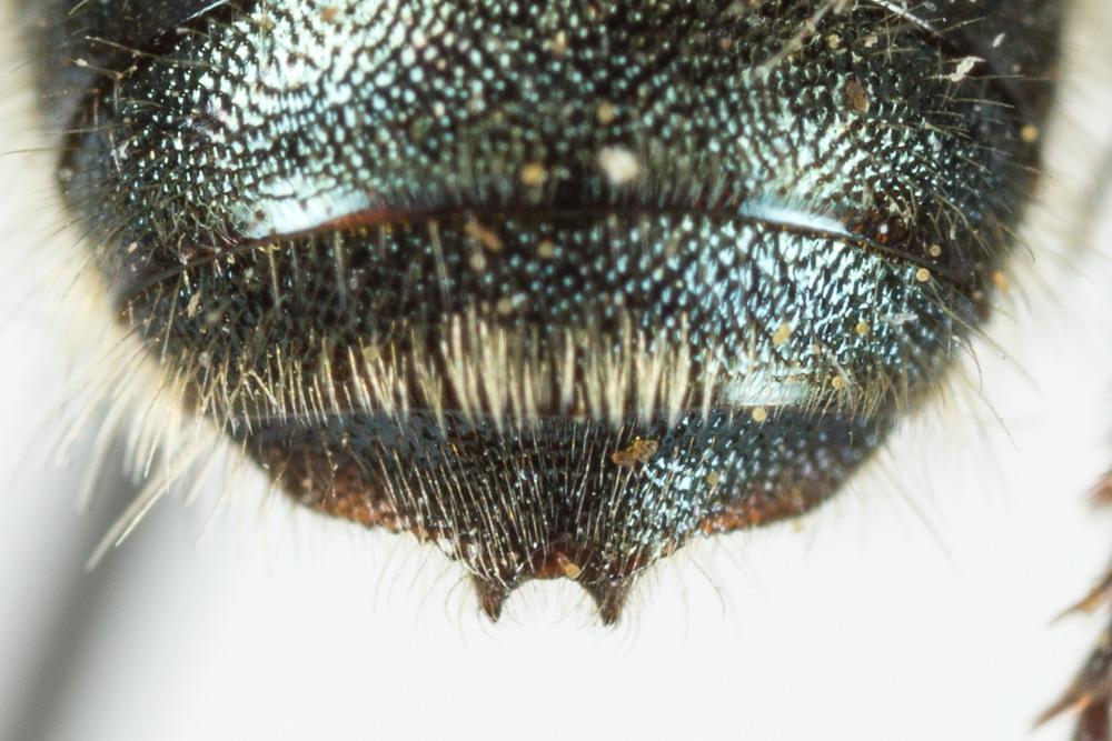 Osmia latreillei (Spinola, 1806)