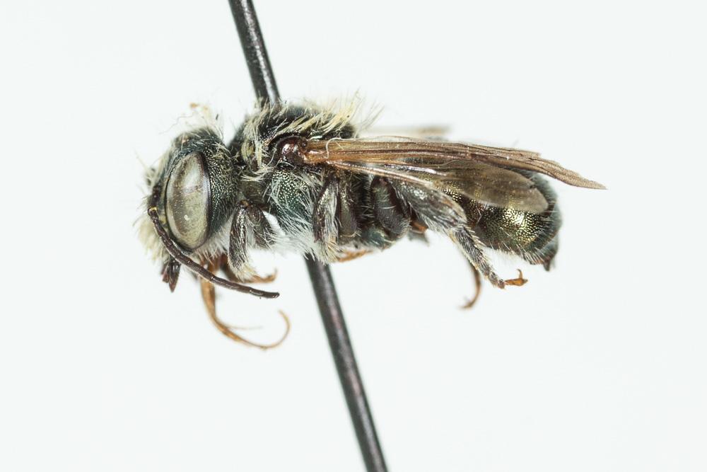  Osmia versicolor Latreille, 1811