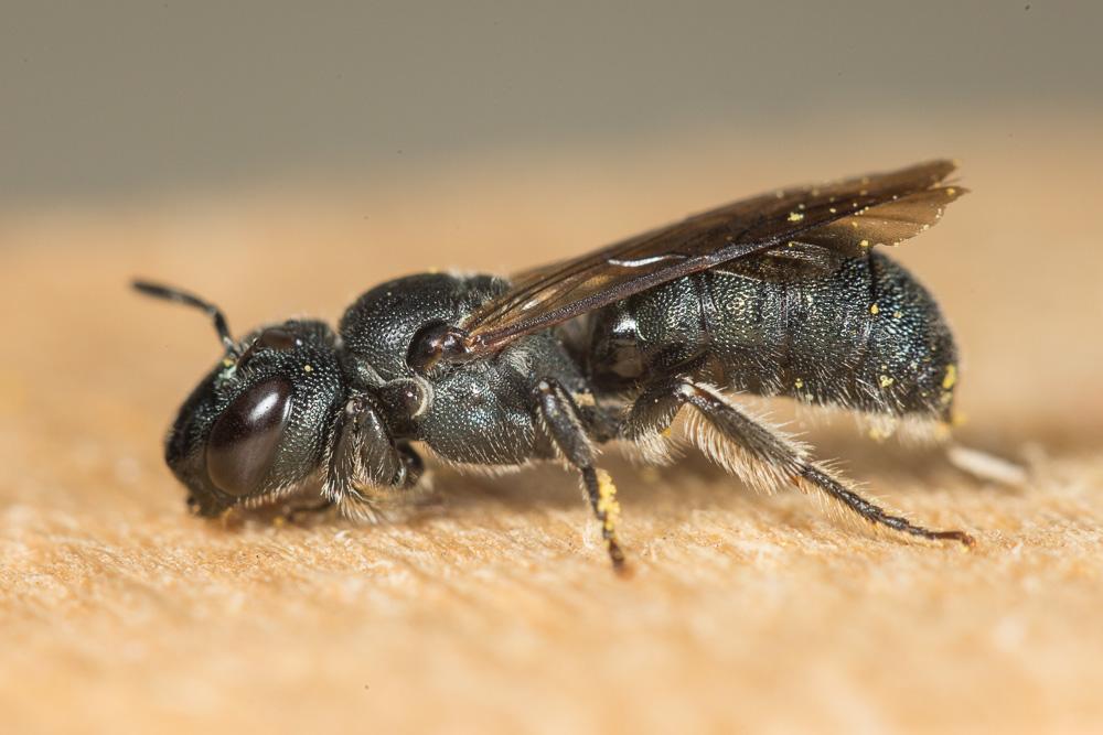 Cératine gravide Ceratina gravidula Gerstäcker, 1869