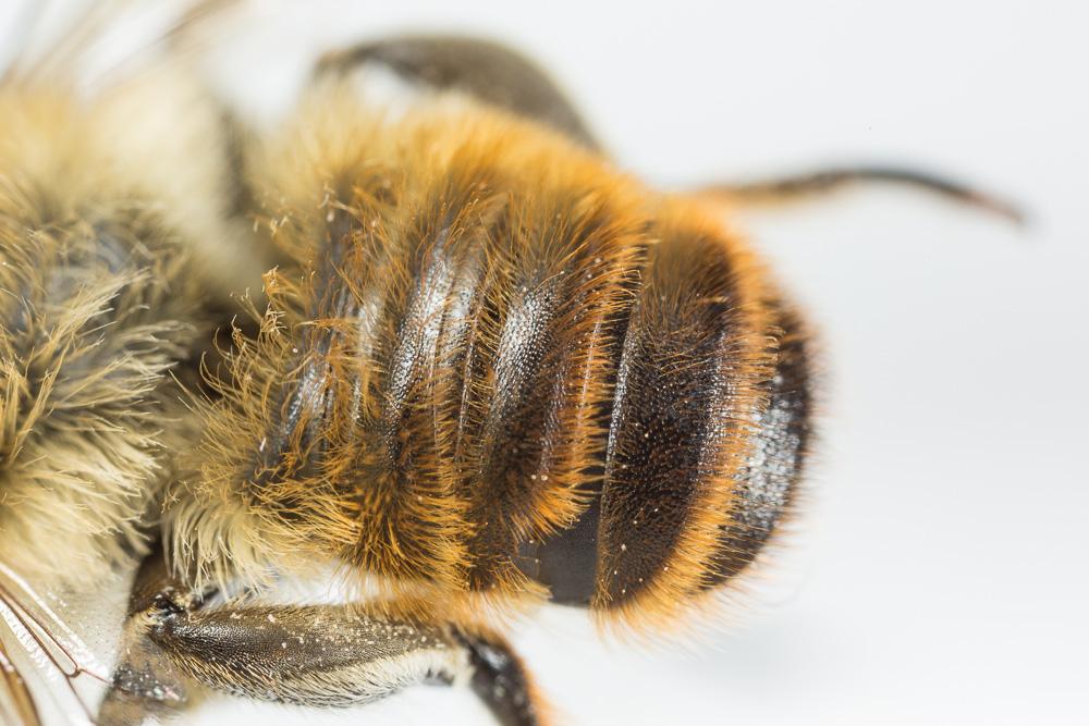  Megachile lagopoda (Linnaeus, 1760)