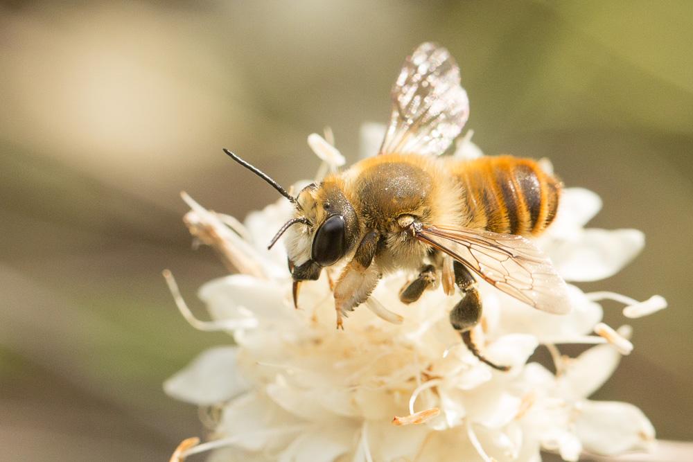  Megachile lagopoda (Linnaeus, 1760)