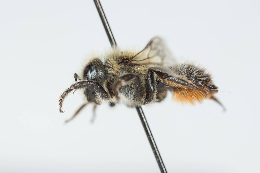 Hoplitis villosa (Schenck, 1853)
