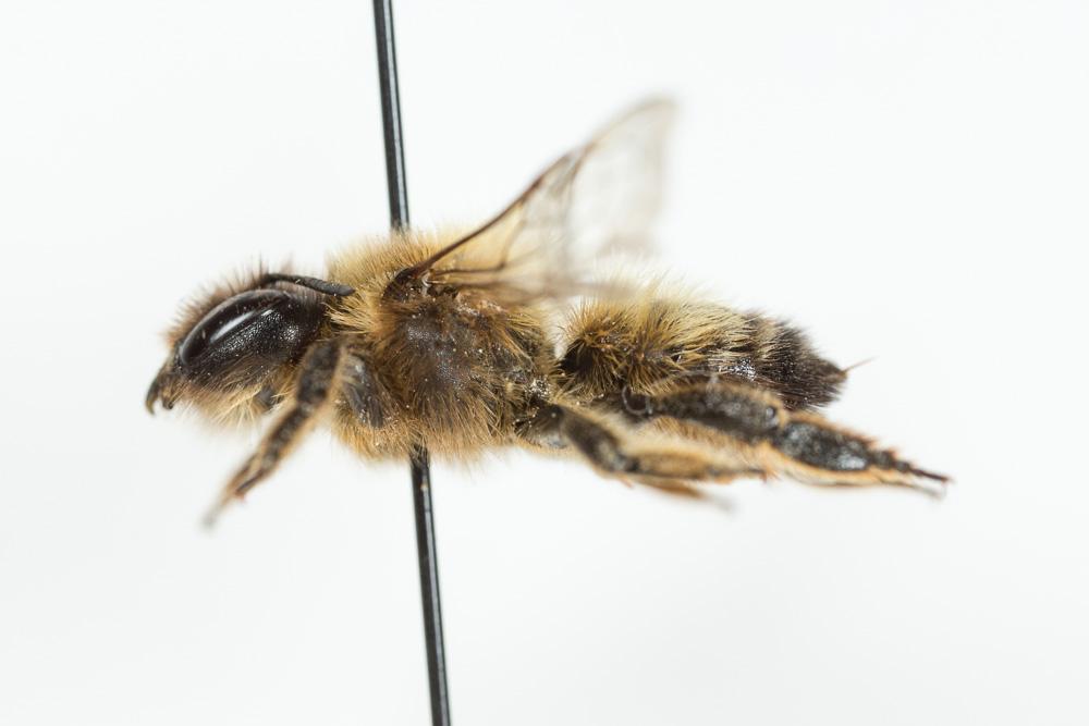  Megachile circumcincta (Kirby, 1802)