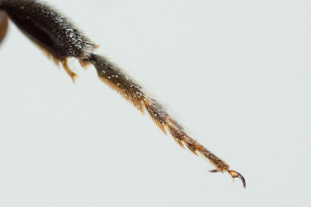Megachile marginata Smith, 1853