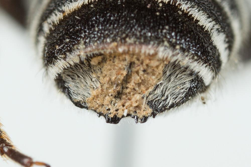 Megachile marginata Smith, 1853