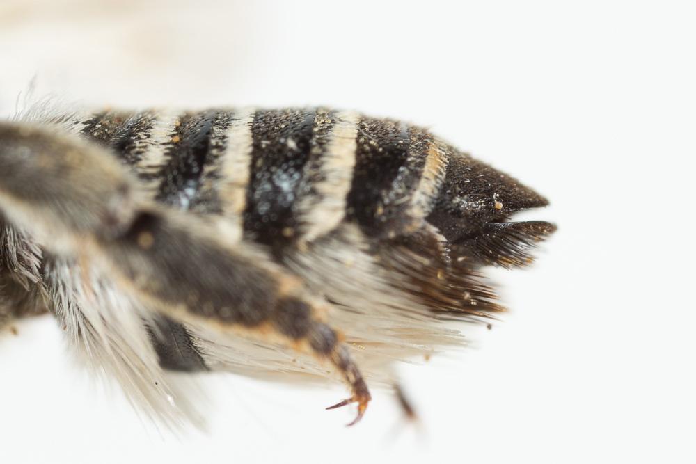  Megachile marginata Smith, 1853