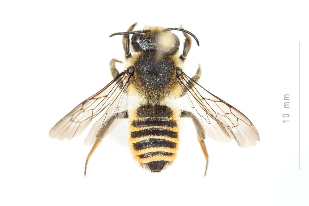 Megachile melanopyga Costa, 1863