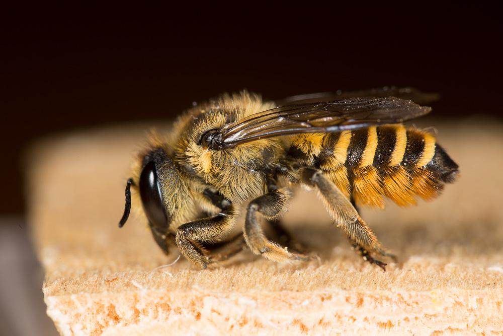 Megachile melanopyga Costa, 1863