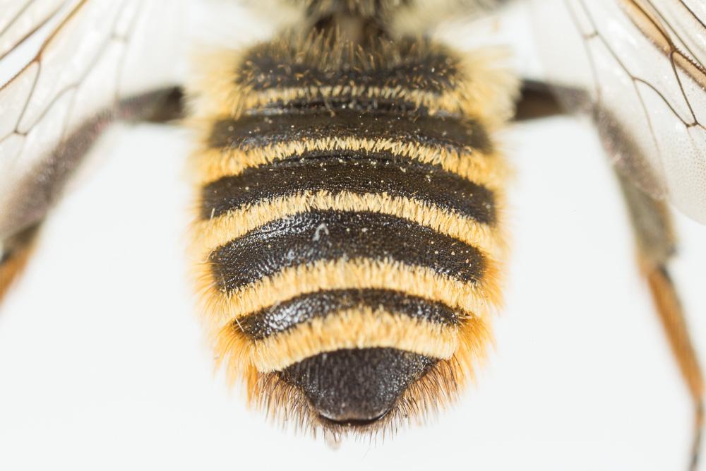  Megachile melanopyga Costa, 1863
